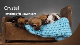  Presentation with dogs - 