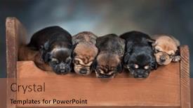  Presentation with sleep - 