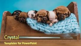  Presentation with dogs - 