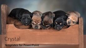  Presentation with sleep - 