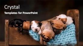  Presentation with dogs - 