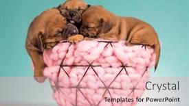  Presentation with dogs - 