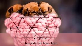  Presentation with dogs - 