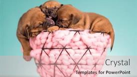  Presentation with dogs - 