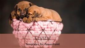  Presentation with dogs - 