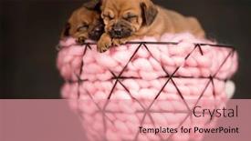  Presentation with dogs - 