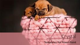  Presentation with dogs - 