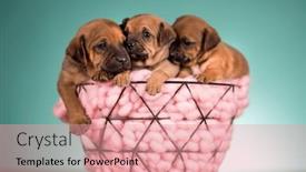  Presentation with dogs - 