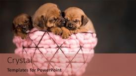  Presentation with dogs - 