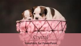  Presentation with dogs - 