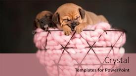  Presentation with dogs - 