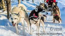  Presentation with dog sled - Amazing slide deck having dogs stopped for a rest finnish husky sled dog great ride on sled dogs lapland the winter polar sun lows above the horizon in the morning the concept of extreme and active tourism backdrop and a light blue colored foreground
