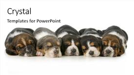 Presentation with sleeping - Slide set consisting of dogs training - sleeping puppies - litter background and a white colored foreground