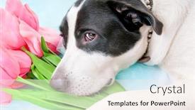  Presentation with dogs - Cool new presentation theme with dogs-with-dressy-props backdrop and a sky blue colored foreground