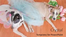  Presentation with dogs - Presentation having dogs-with-dressy-props background and a coral colored foreground