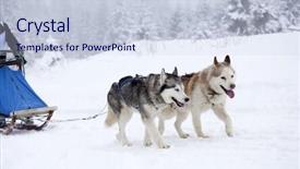  Presentation with dog - PPT layouts having dogsled - dog-sledding with huskies background and a sky blue colored foreground
