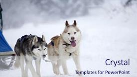  Presentation with dog - PPT theme with dogsled - dog-sledding with huskies background and a sky blue colored foreground