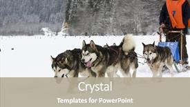  Presentation with dog - Slide deck featuring dogsled - dog-sledding with huskies background and a  colored foreground