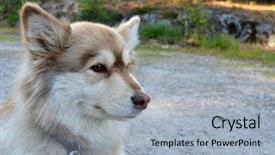  Presentation with norway - Slide deck featuring dogsled - finnish lapland dog south norway background and a light blue colored foreground