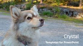  Presentation with colonialism in south asia - Amazing slide deck having dogsled - finnish lapland dog south norway backdrop and a gray colored foreground