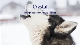  Presentation with husky - PPT theme featuring dogsled - siberian husky waiting to start background and a sky blue colored foreground