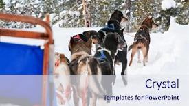  Presentation with dogs - PPT theme featuring dogsled - sled dogs harnessed up ready background and a  colored foreground