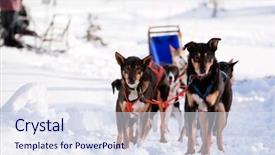  Presentation with dogs - Presentation consisting of dogsled - sled dogs harnessed up ready background and a sky blue colored foreground