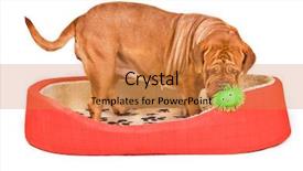  Presentation with funny - Presentation featuring dogue-de-bordeaux-playing background and a coral colored foreground