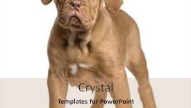  Presentation with puppy - Slide deck consisting of dogue de bordeaux puppy 2 months in front of a white background background and a coral colored foreground