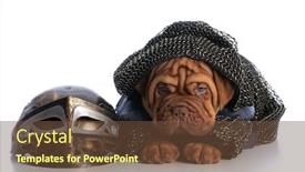  Presentation with knight - Beautiful PPT theme featuring dogue de bordeaux puppy dressed up as a knight isolated on white background backdrop and a tawny brown colored foreground