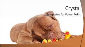  Presentation with puppy - PPT theme with dogue de bordeaux puppy playing background and a white colored foreground