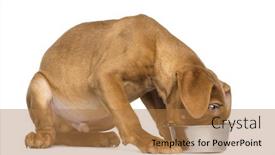  Presentation with old dog - Audience pleasing slide deck consisting of dogue de bordeaux puppy seated and eating from a metallic dog bowl 4 months old isolated on white backdrop and a coral colored foreground