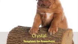  Presentation with cute christmas pug puppy dog - Beautiful slide set featuring dogue de bordeaux puppy with front paws on a cut piece of log isolated on white background backdrop and a tawny brown colored foreground