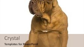  Presentation with fall leaves border white - Beautiful PPT layouts featuring dogue-de-bordeaux-sitting-looking backdrop and a red colored foreground