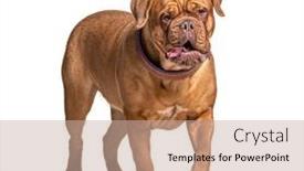  Presentation with walking - Slide set enhanced with dogue-de-bordeaux-walking-isolated background and a coral colored foreground