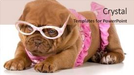  Presentation with border pink - Presentation theme featuring dogue de bordeaux wearing pink background and a  colored foreground