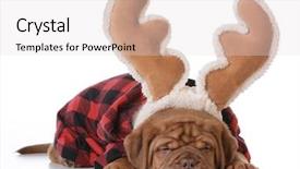  Presentation with white christmas - Slide set with dogue de bordeaux wearing rudolph background and a lemonade colored foreground