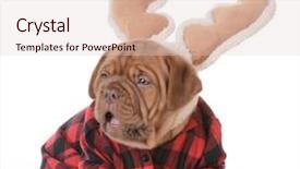  Presentation with antlers - Theme consisting of dogue de bordeaux wearing rudolph background and a lemonade colored foreground