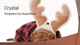  Presentation with antlers - PPT theme consisting of dogue de bordeaux wearing rudolph background and a sky blue colored foreground