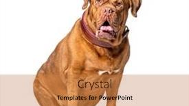  Presentation with sad dog abandoned dogs - PPT layouts with dogue-de-bordeaux-wearing background and a gold colored foreground