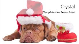  Presentation with frost border on ice christmas - Audience pleasing slides consisting of dogue de bordeaux with christmas backdrop and a white colored foreground