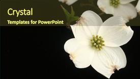  Presentation with dogwood - Theme featuring dogwood blooms on black background and a tawny brown colored foreground