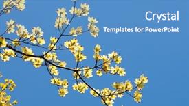  Presentation with dogwood - Beautiful presentation featuring dogwood flower detail backdrop and a teal colored foreground