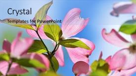  Presentation with sky blue - Presentation theme consisting of baby adoption - stylish hipster couple adopted homeless background and a tawny brown colored foreground