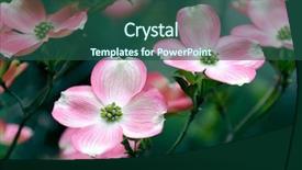 Presentation with dogwood - Beautiful PPT theme featuring dogwood flowers closeup backdrop and a ocean colored foreground