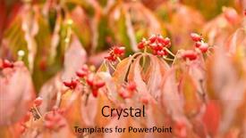  Presentation with dogwood tree - Audience pleasing slide set consisting of dogwood tree branches with flowering backdrop and a  colored foreground