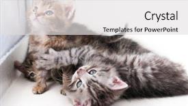  Presentation with doll - Beautiful PPT theme featuring doll house - kittens on white background backdrop and a light gray colored foreground