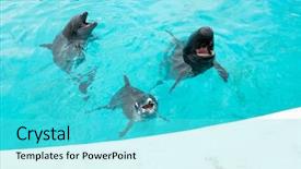  Presentation with water tank - Cool new slide deck with dolphin and whale shark in water tank backdrop and a cyan colored foreground