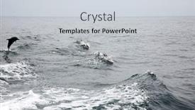  Presentation with dolphin - Colorful theme enhanced with dolphin-common-dolphin-jumping backdrop and a light gray colored foreground