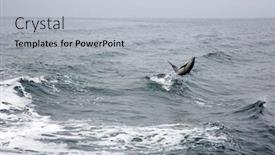  Presentation with dolphin - Presentation theme with dolphin-common-dolphin-jumping background and a light gray colored foreground